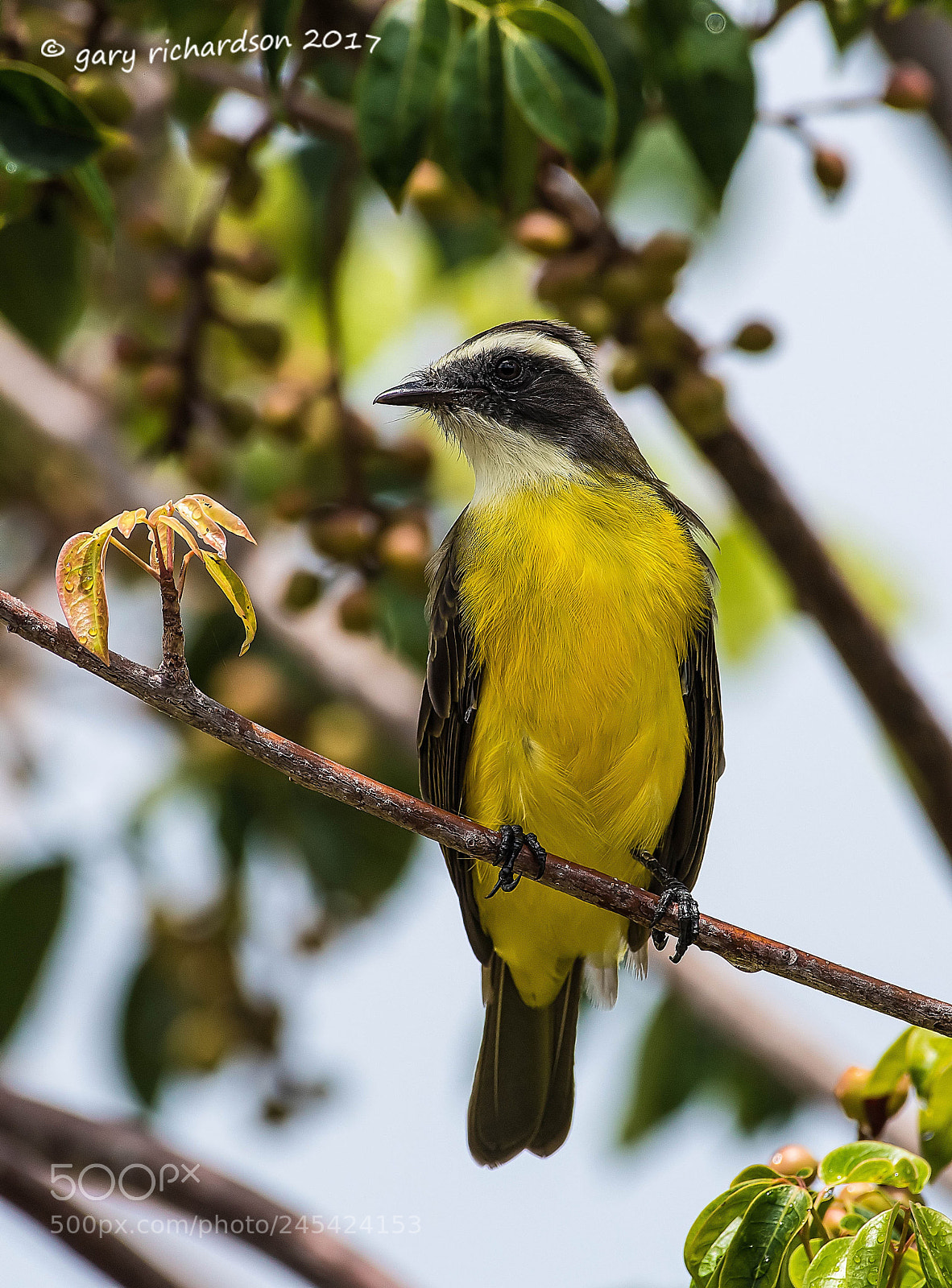 Nikon D500 sample photo. Social flycatcher mexico () photography
