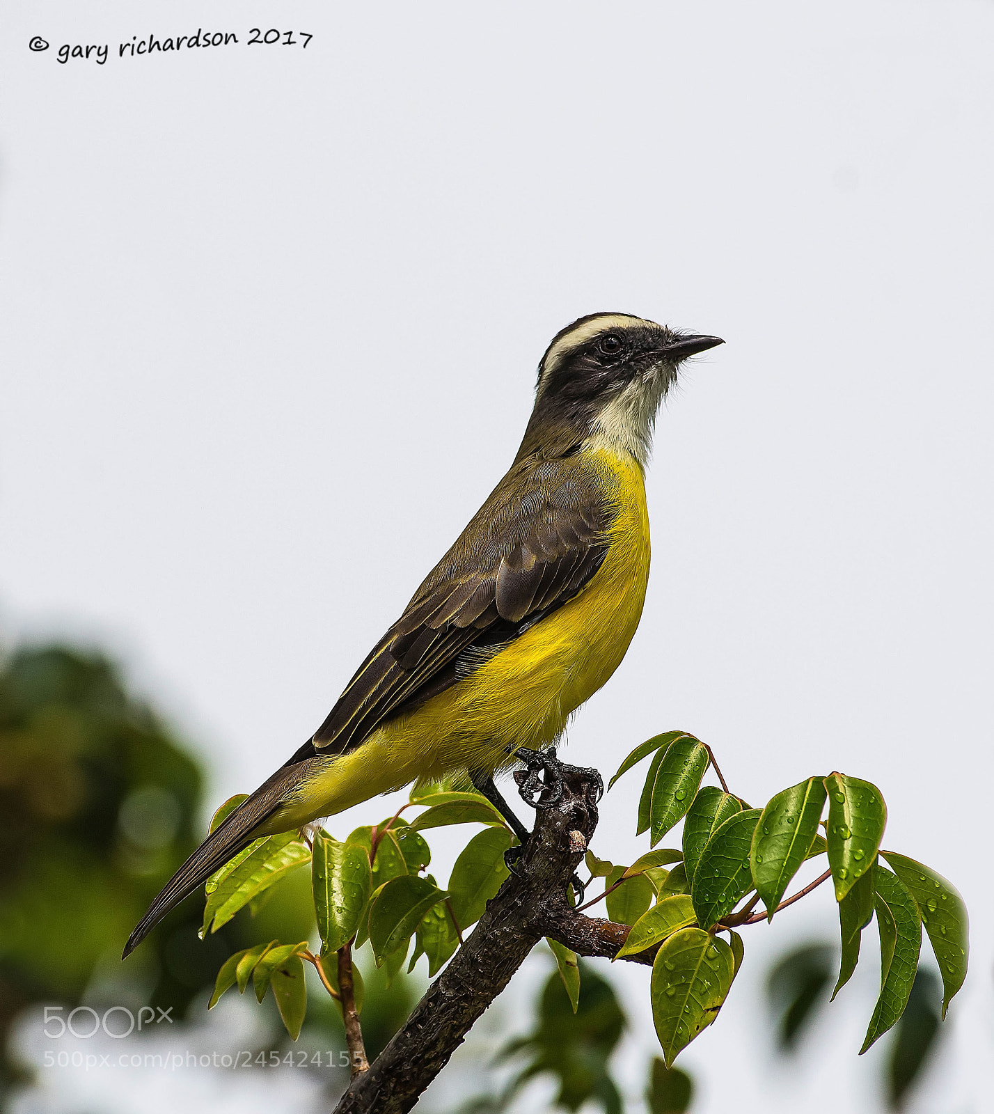 Nikon D500 sample photo. Social flycatcher mexico () photography