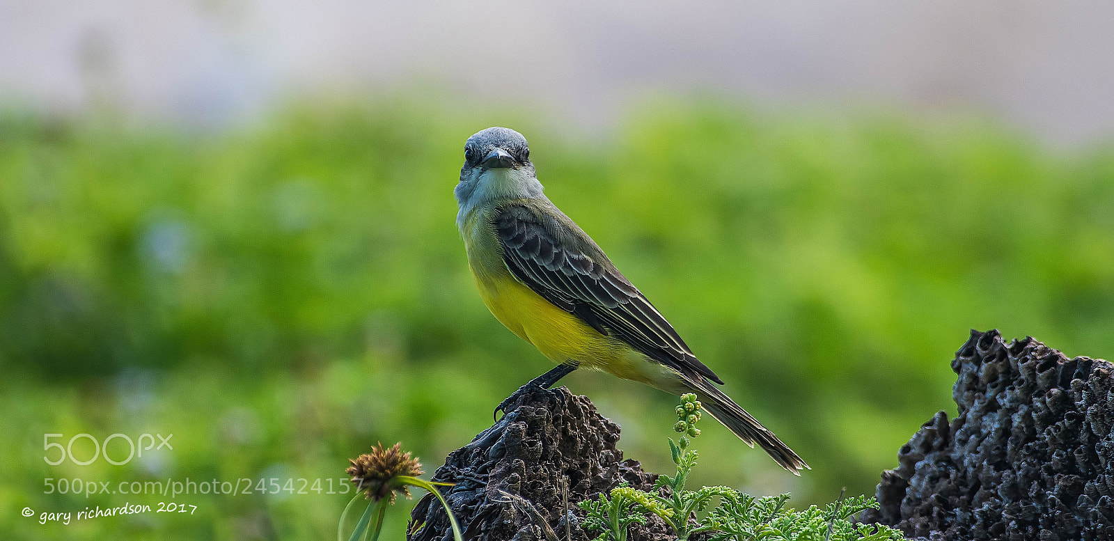Nikon D500 sample photo. Tropical kingbird mexico () photography