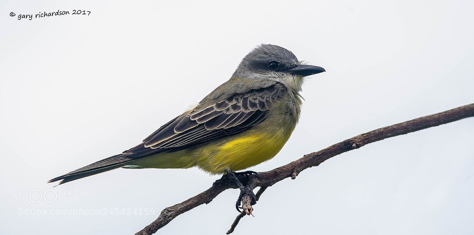 Nikon D500 sample photo. Tropical kingbird mexico () photography