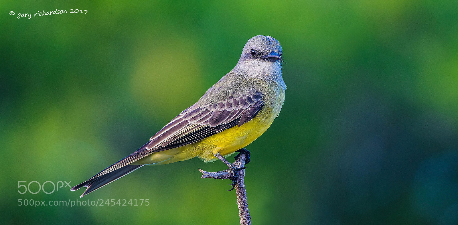 Nikon D500 sample photo. Tropical kingbird mexico () photography