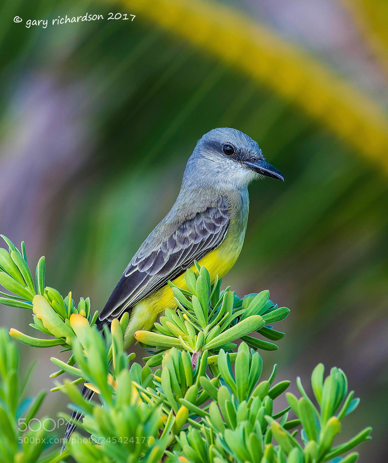 Nikon D500 sample photo. Tropical kingbird mexico () photography