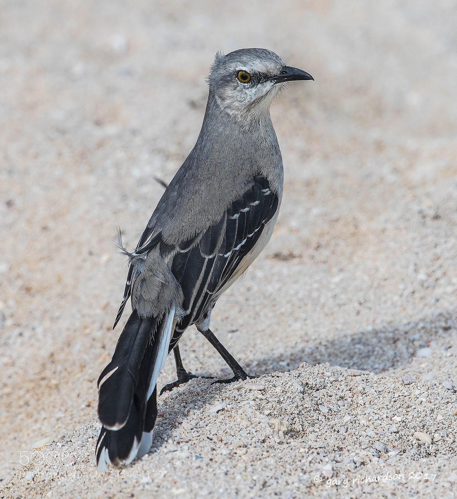 Nikon D500 sample photo. Tropical mockingbird mexico () photography