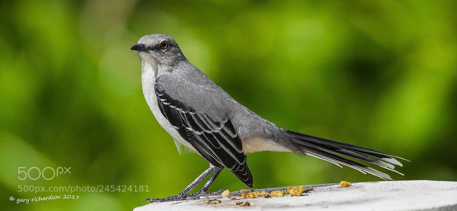 Nikon D500 sample photo. Tropical mockingbird mexico () photography