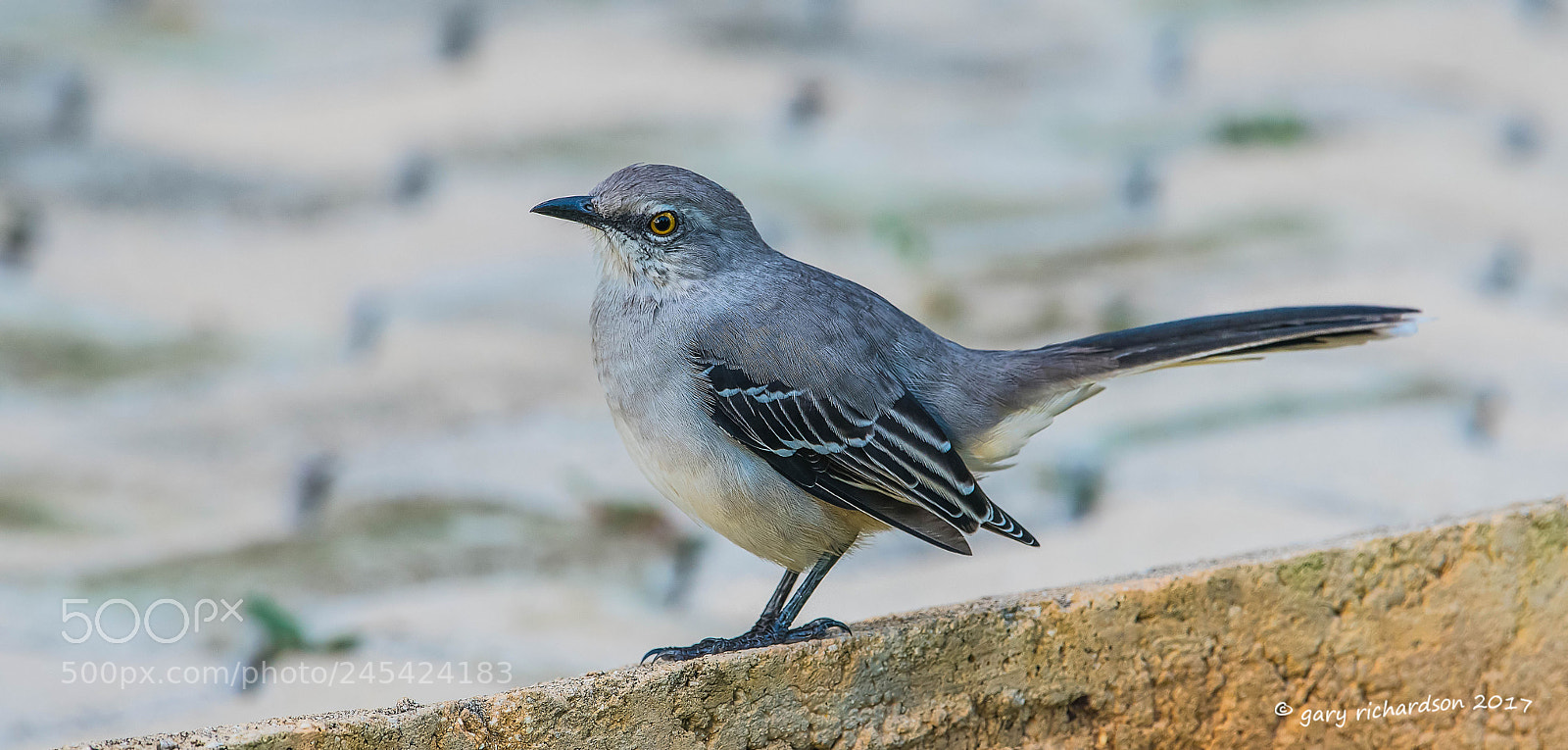 Nikon D500 sample photo. Tropical mockingbird mexico () photography