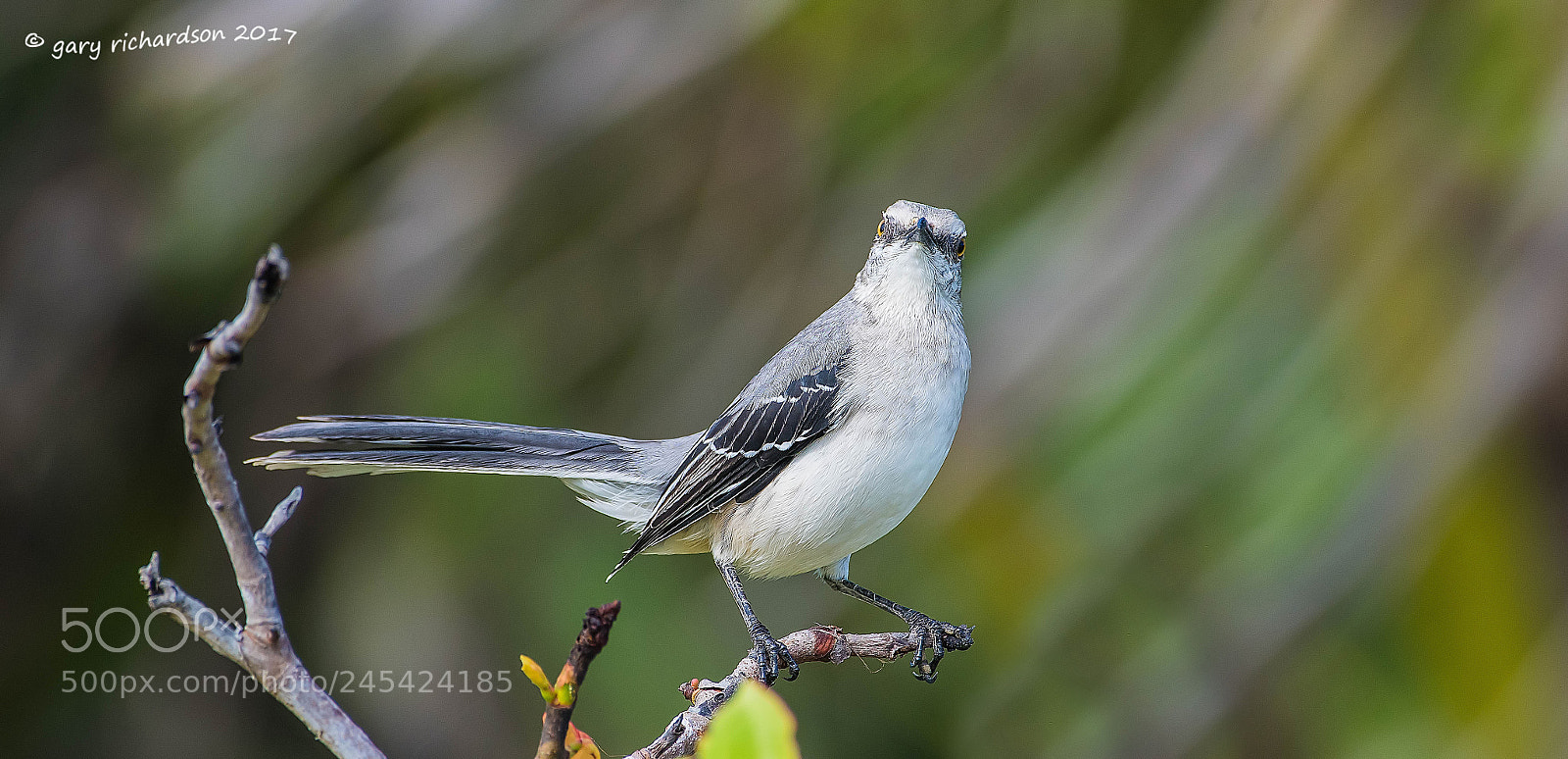 Nikon D500 sample photo. Tropical mockingbird mexico () photography