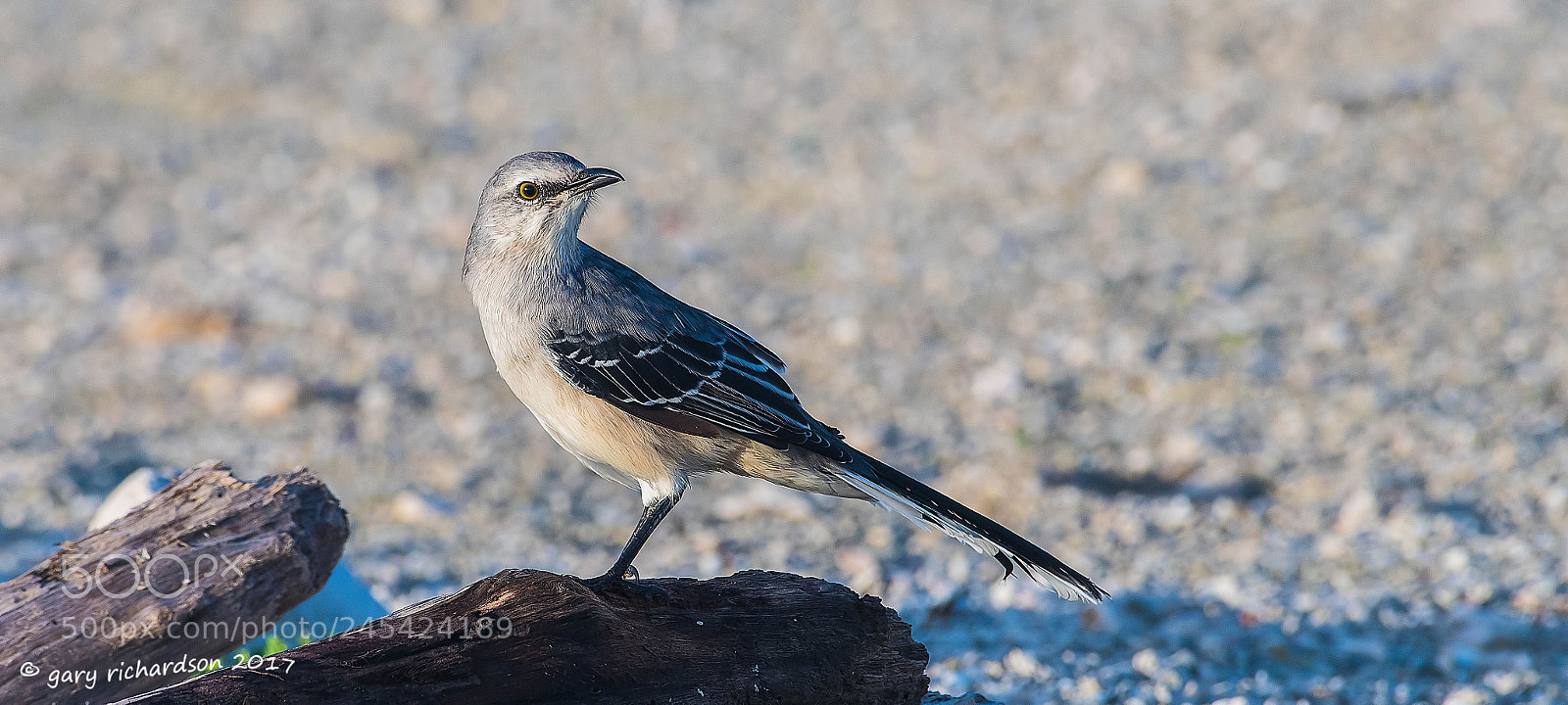 Nikon D500 sample photo. Tropical mockingbird mexico () photography