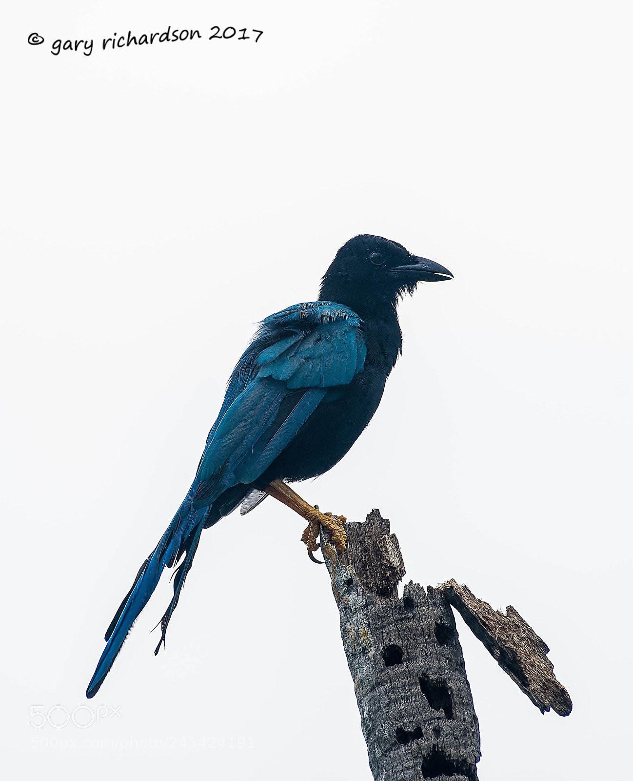 Nikon D500 sample photo. Yucatan jay mexico () photography
