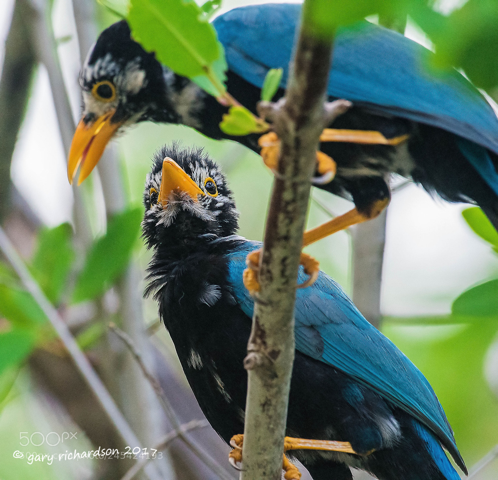 Nikon D500 sample photo. Yucatan jay mexico () photography