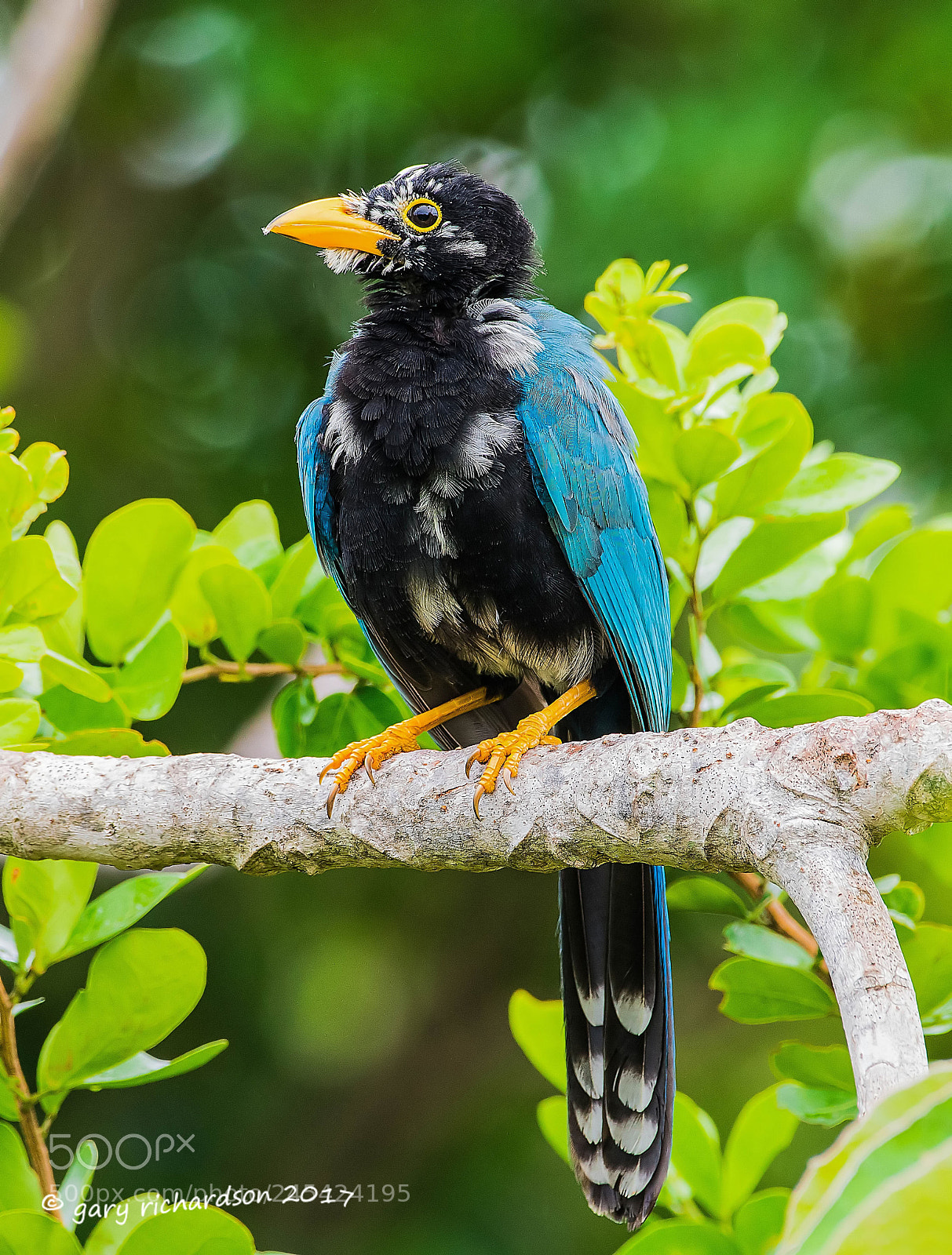 Nikon D500 sample photo. Yucatan jay mexico () photography