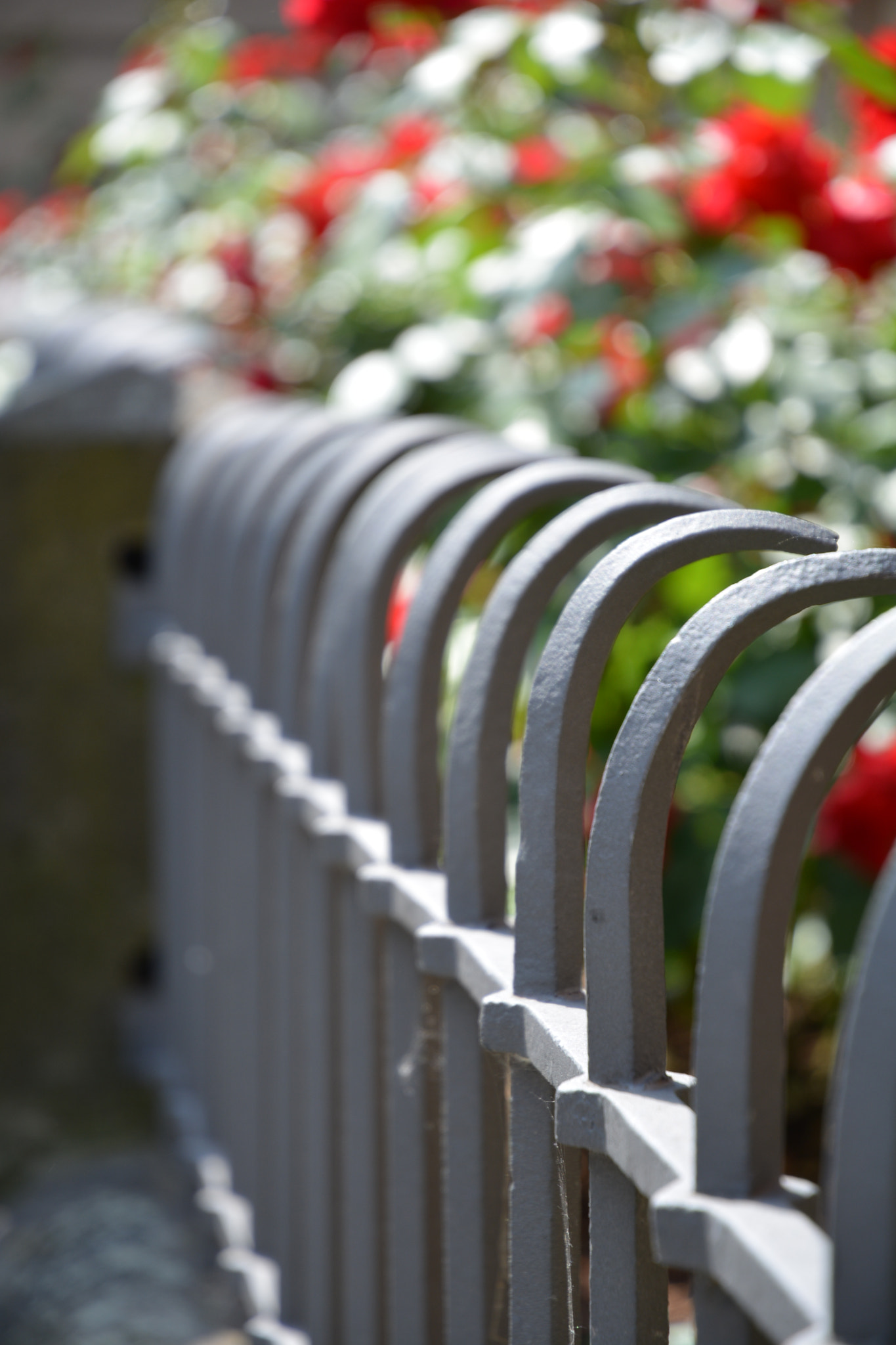 Nikon D5200 sample photo. Live behind fence photography