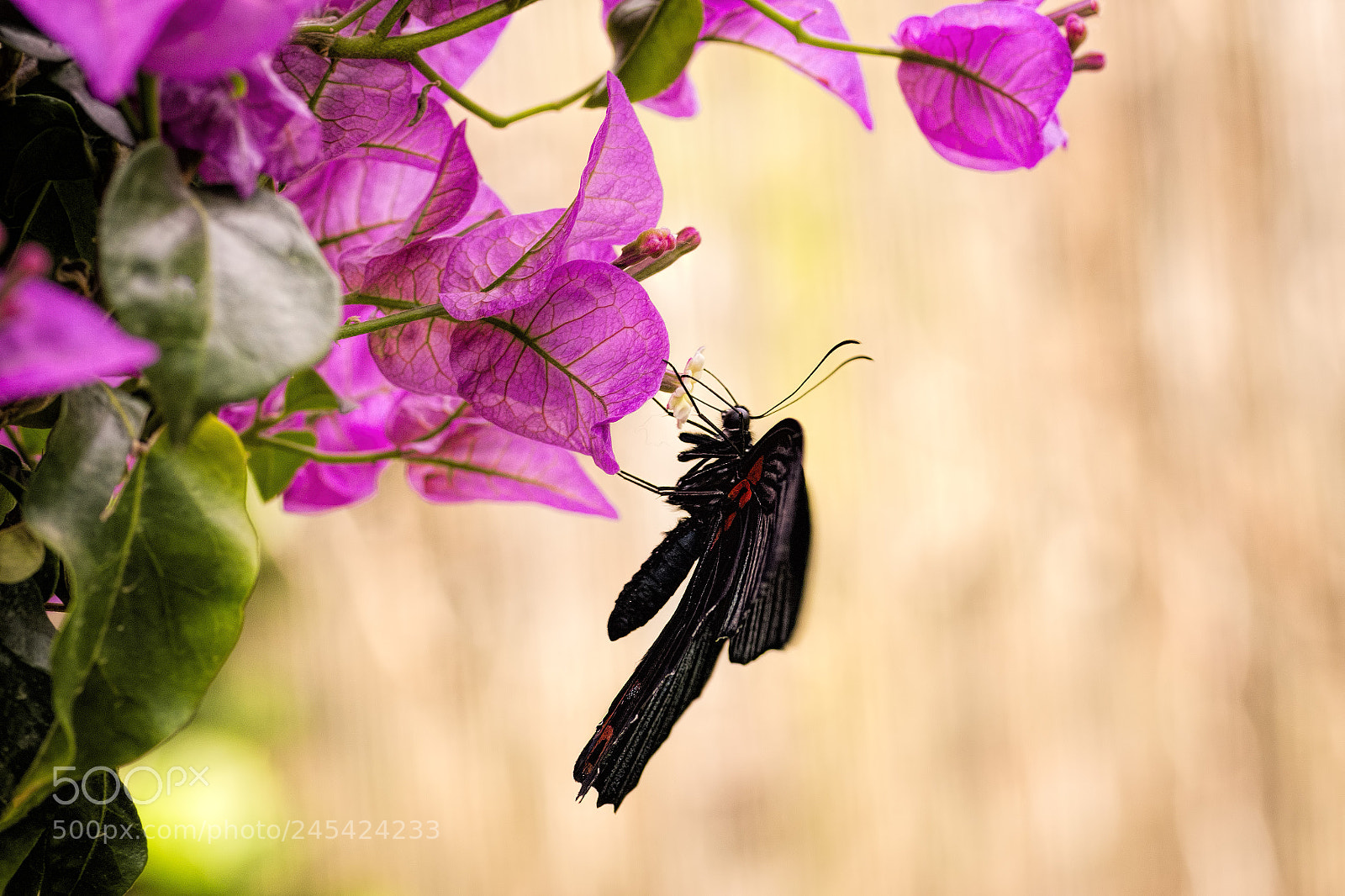 Canon EOS 700D (EOS Rebel T5i / EOS Kiss X7i) sample photo. Black beauty photography