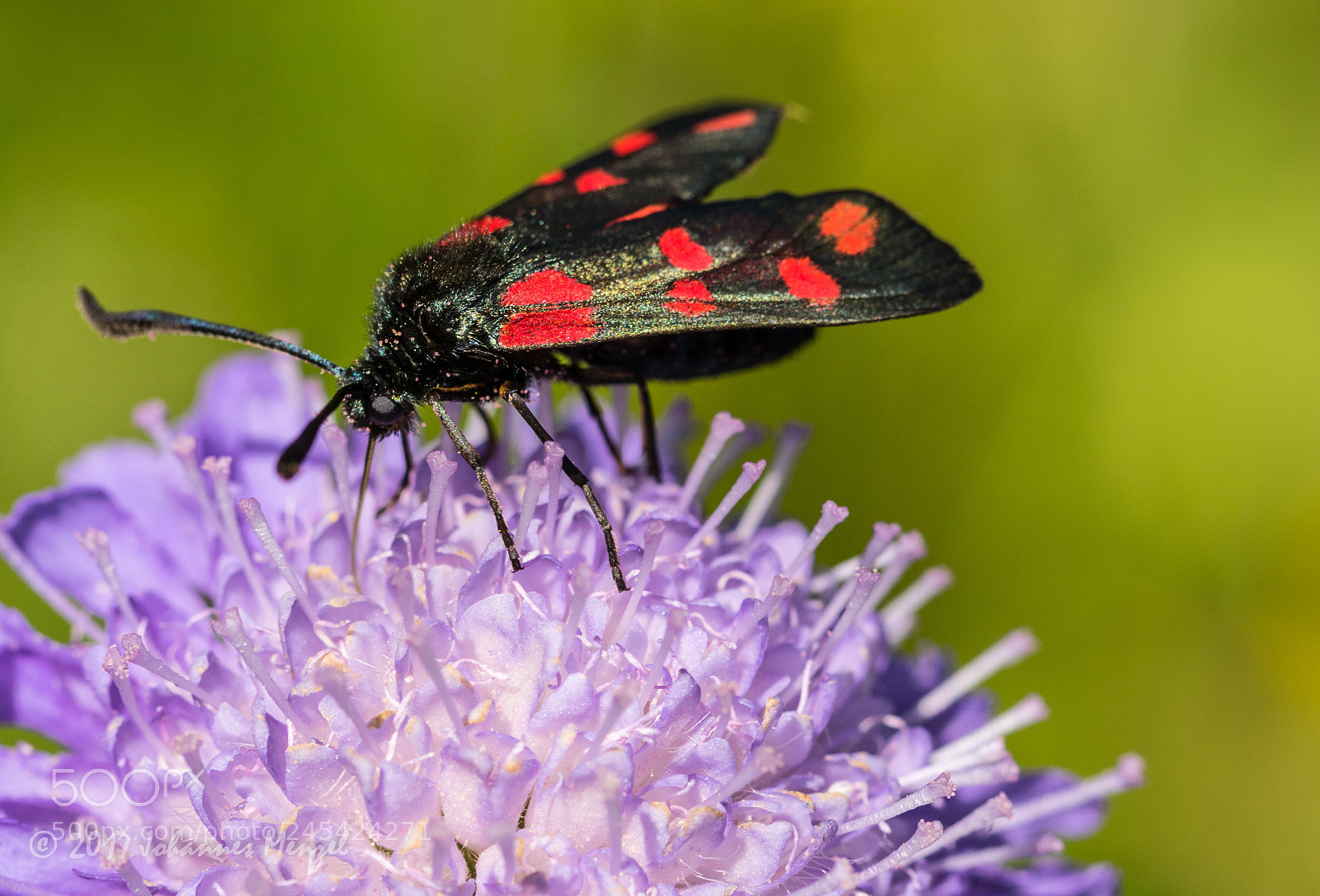 Canon EOS 7D Mark II sample photo. Burnet on flower photography
