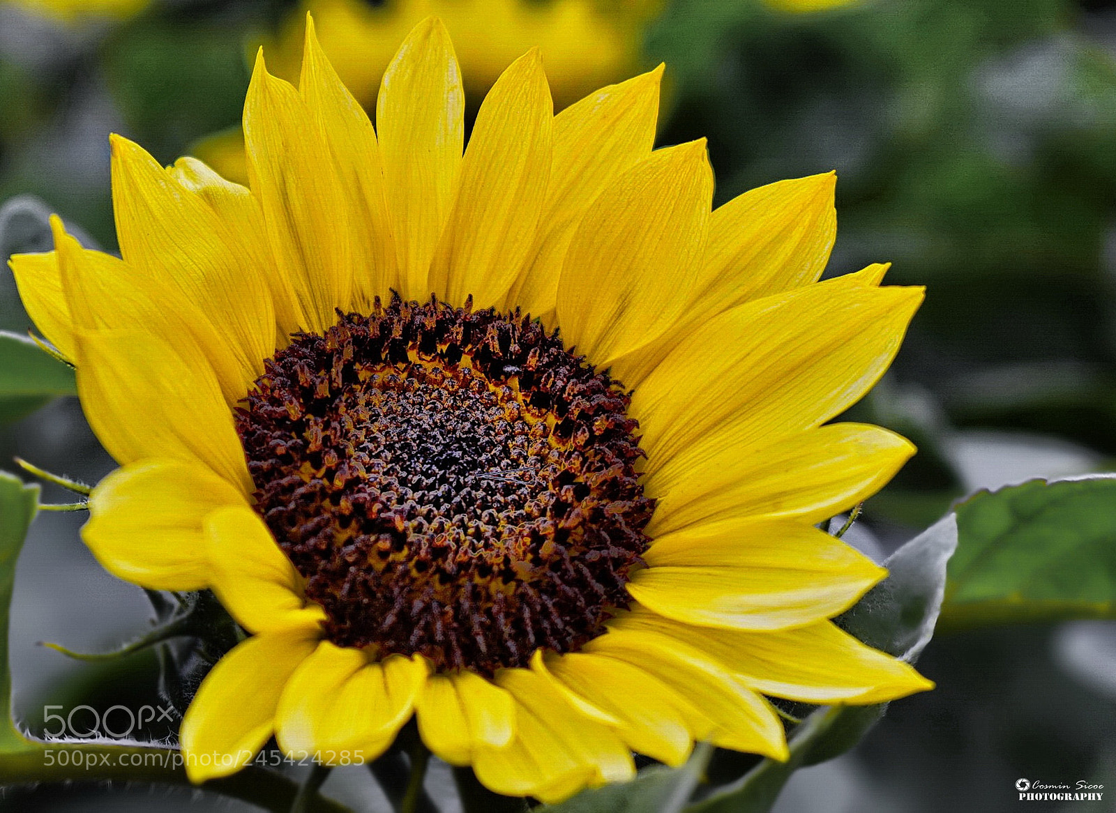 Nikon D5600 sample photo. Sunflower photography