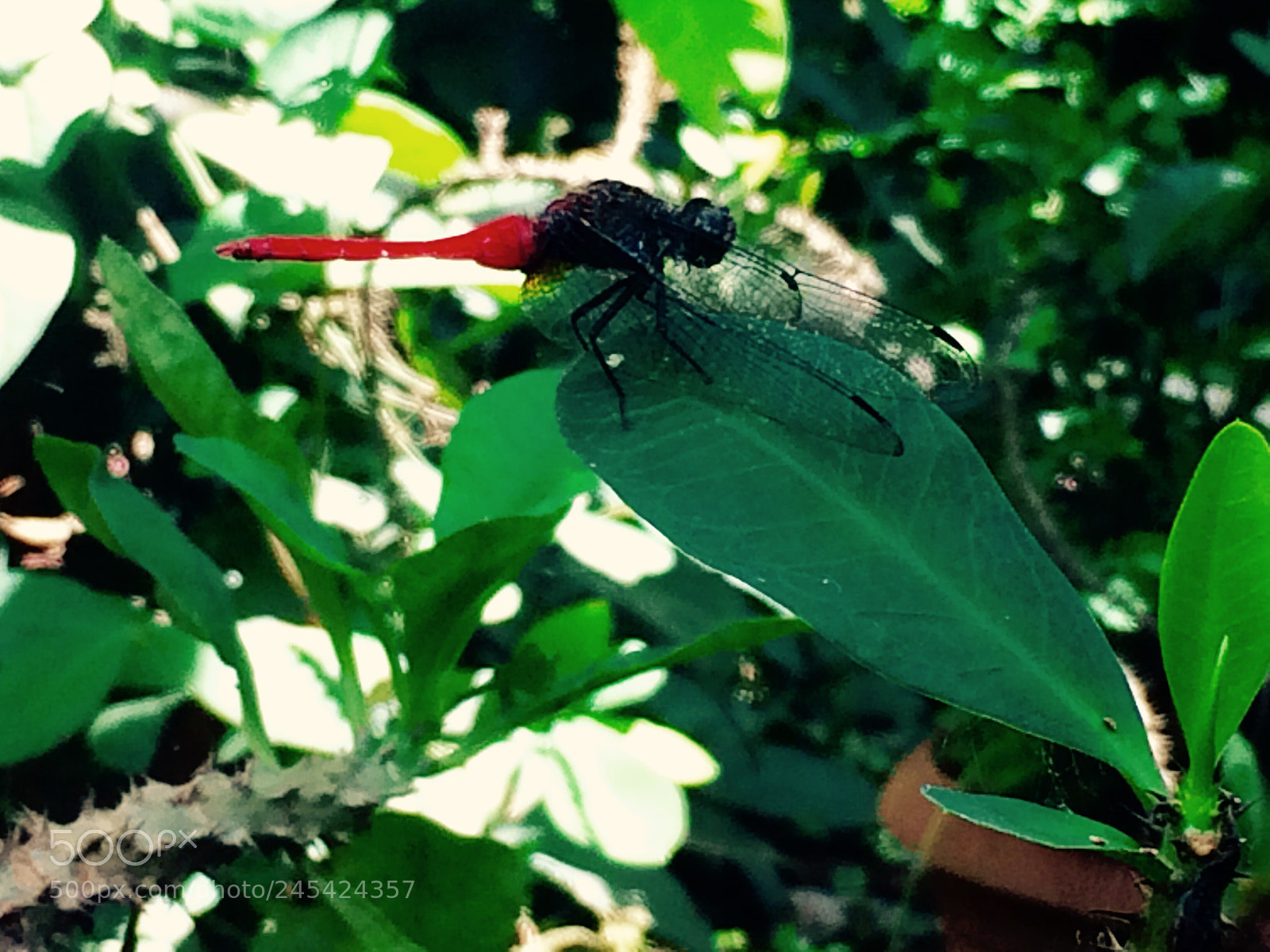 Apple iPhone 5s sample photo. Untitled photography