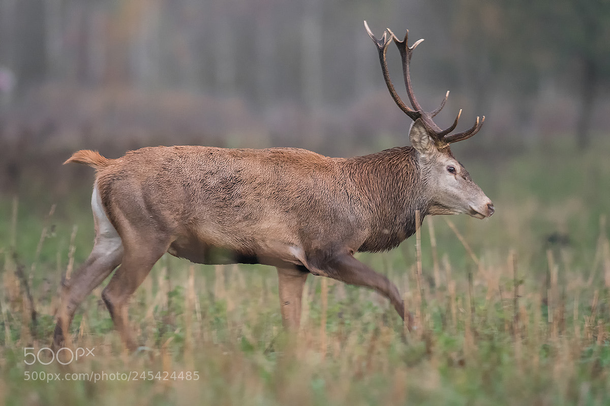 Nikon D500 sample photo. Deer photography