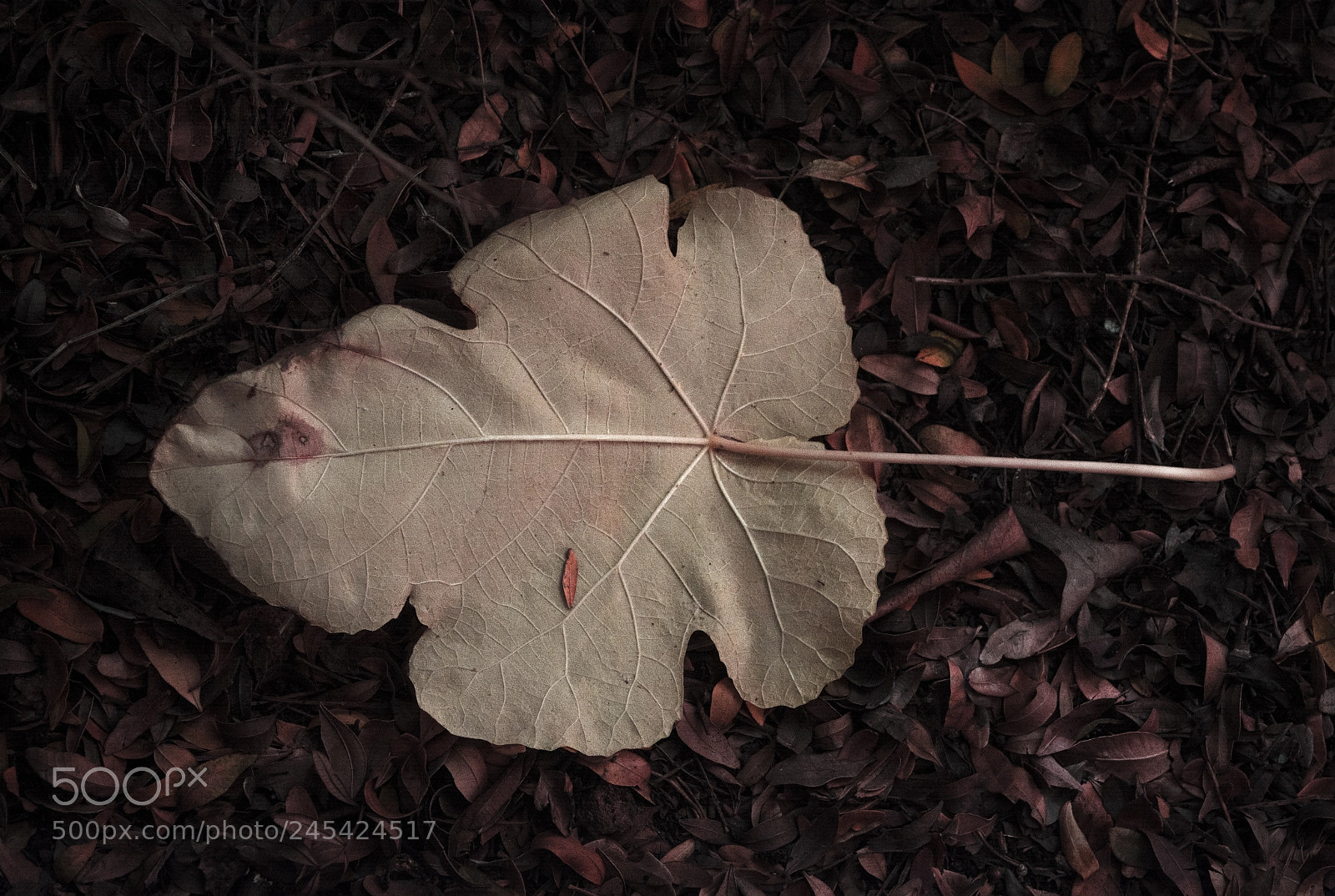 Nikon D5200 sample photo. Untouched leaf photography