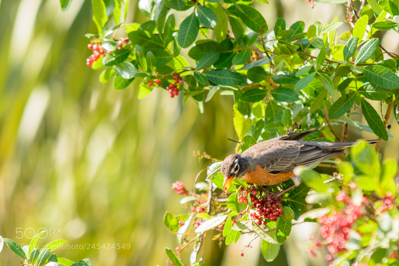 Nikon D7100 sample photo. Chow time photography