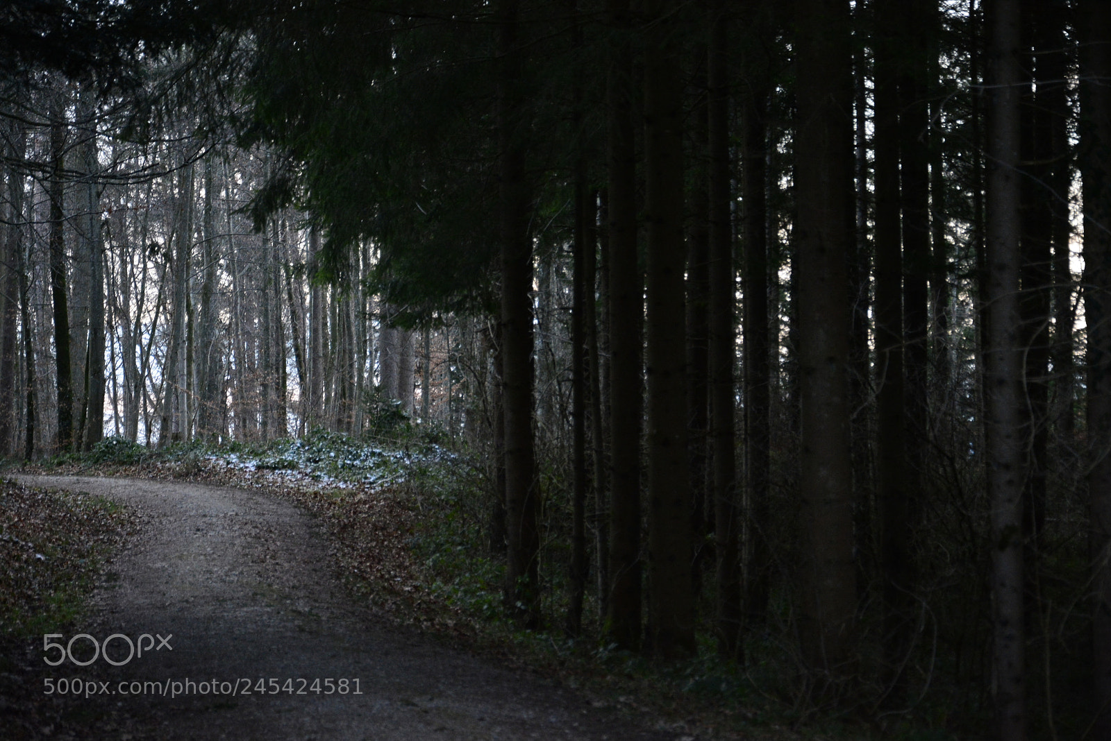 Nikon D7100 sample photo. My forest photography