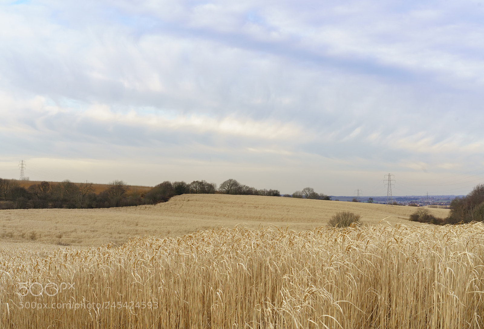 Sony a7R III sample photo. Wheat fields and a photography