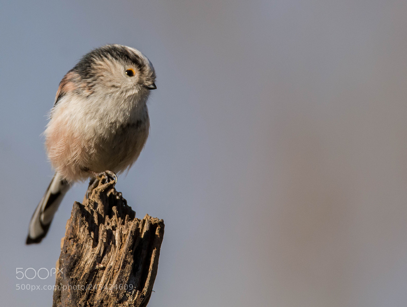 Nikon D7100 sample photo. Lone longtail. photography