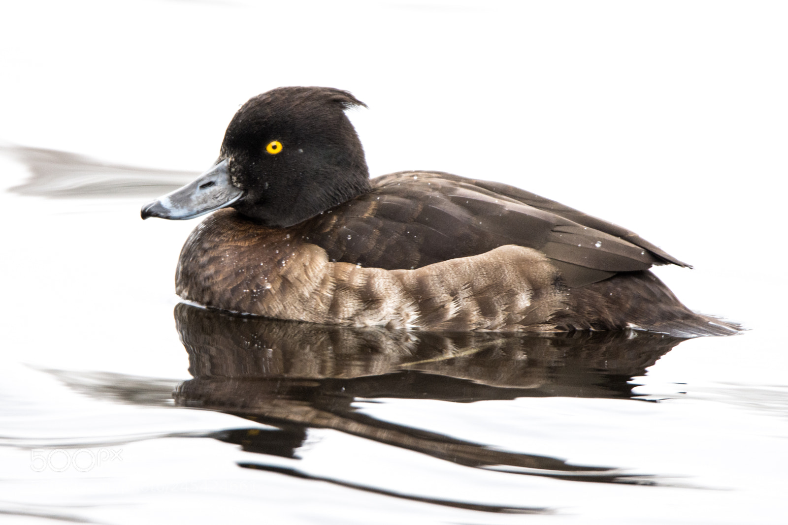Nikon D7200 sample photo. Tufted duck ♀ / reiherente ♀ photography