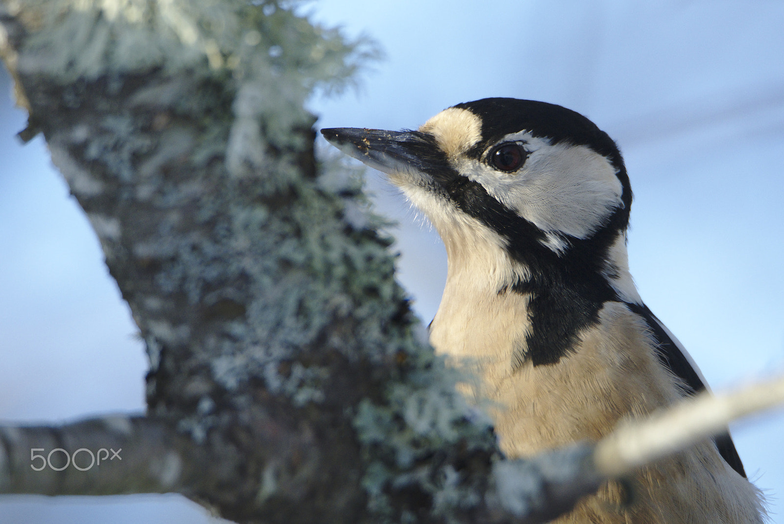 Nikon D810 sample photo. Woody closeup photography