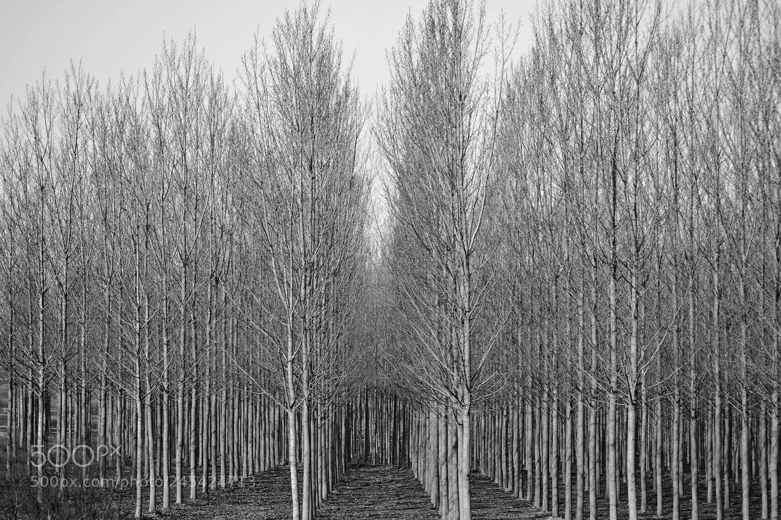 Nikon D3100 sample photo. Bosque photography