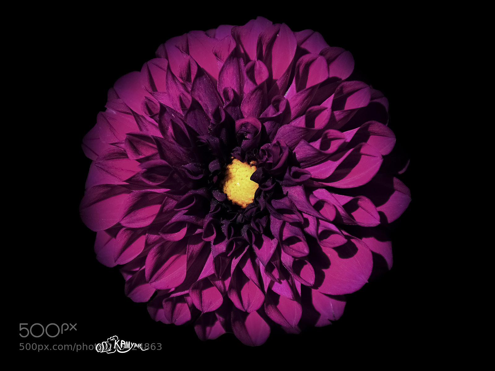 Nikon D5100 sample photo. Chrysanthemum photography