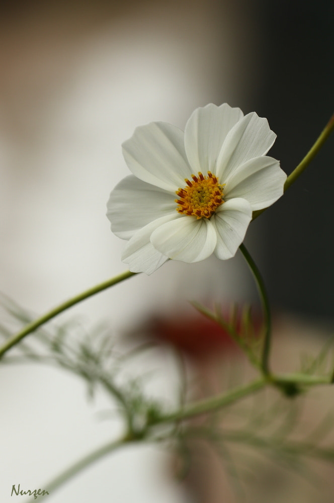 Canon EF 100mm F2.8L Macro IS USM sample photo. Beauty photography
