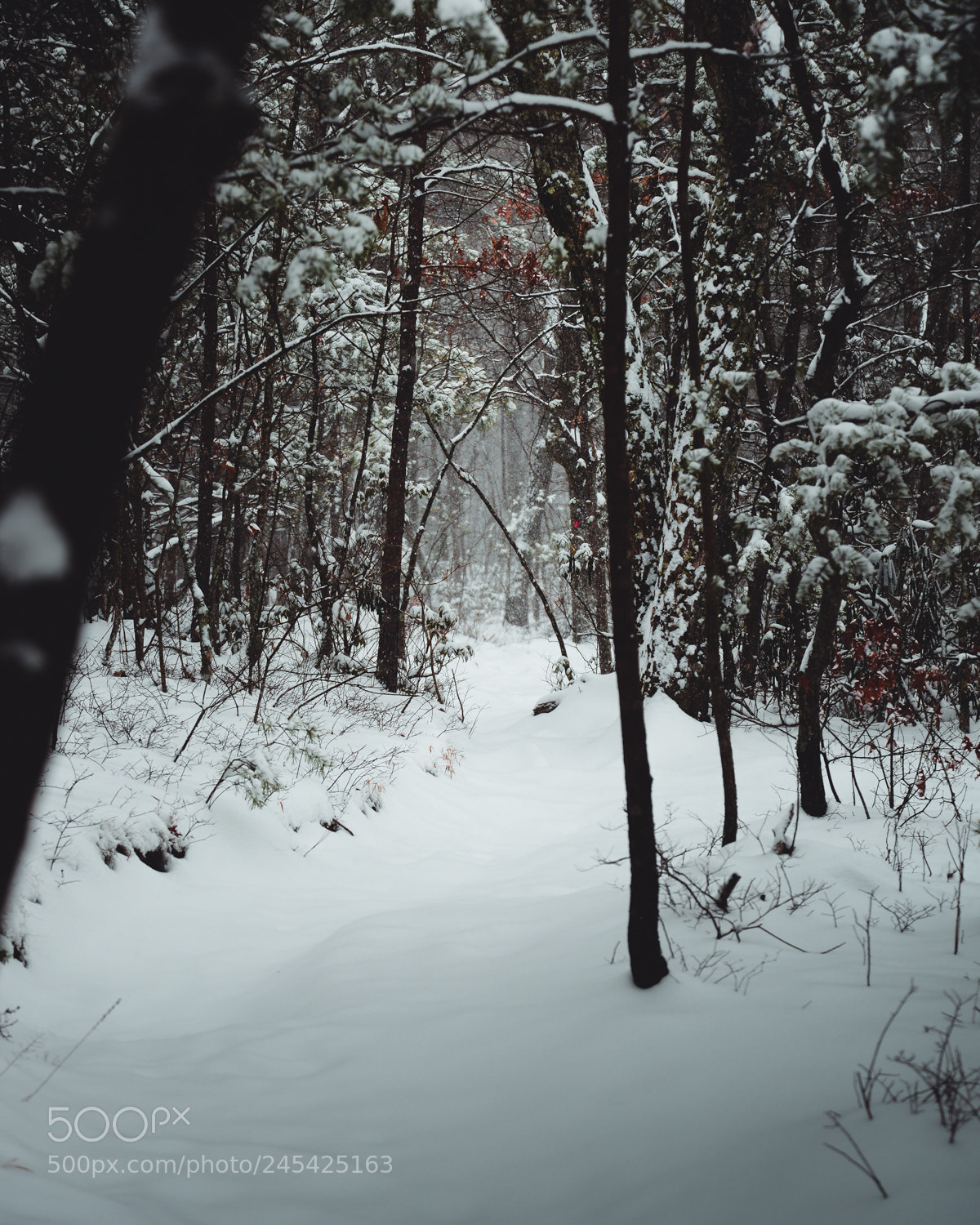 Nikon D600 sample photo. The hike up photography