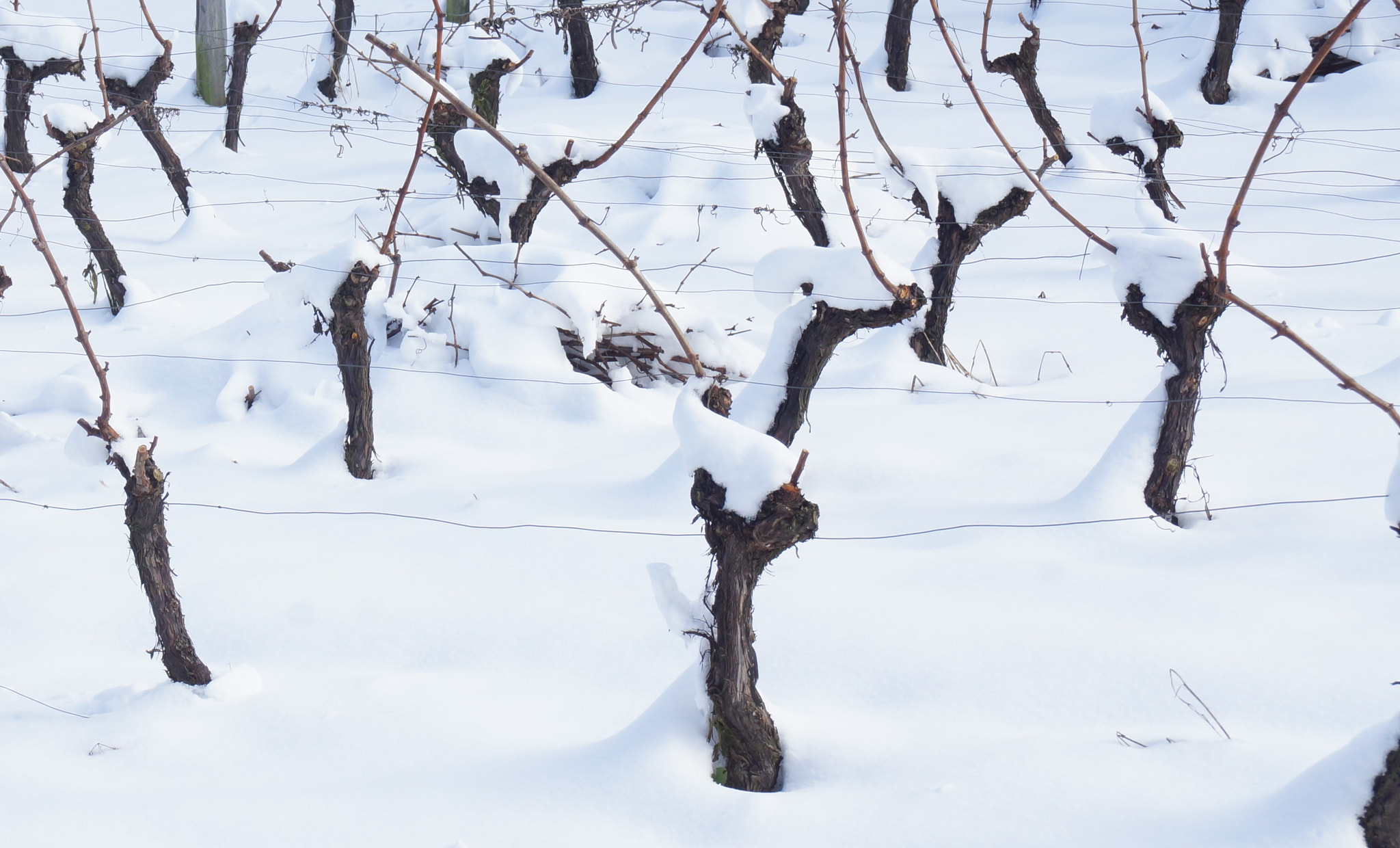 Sony DT 18-200mm F3.5-6.3 sample photo. And some snow.... photography