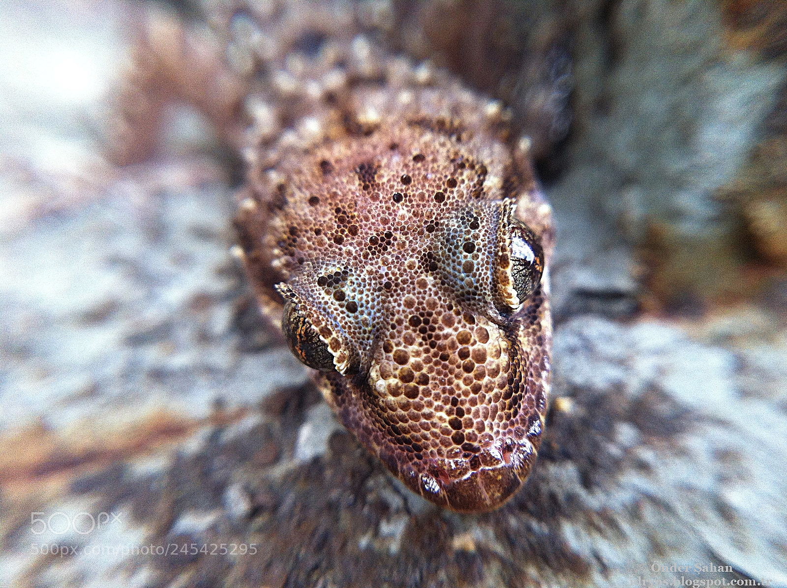 Apple iPhone 4 sample photo. Turkish gecko photography