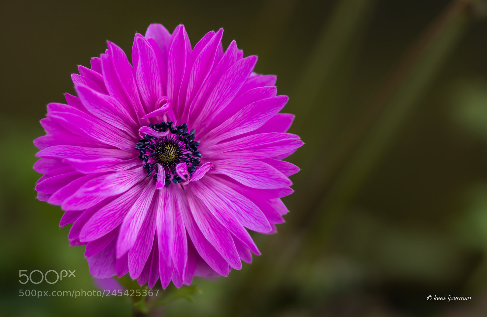 Sony SLT-A77 sample photo. Anemone. photography