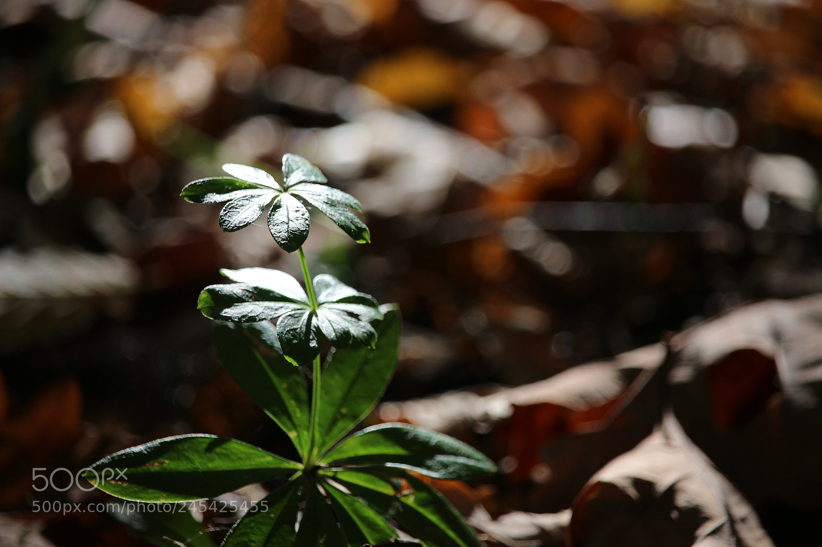 Canon EF-S 55-250mm F4-5.6 IS STM sample photo. Capture photography