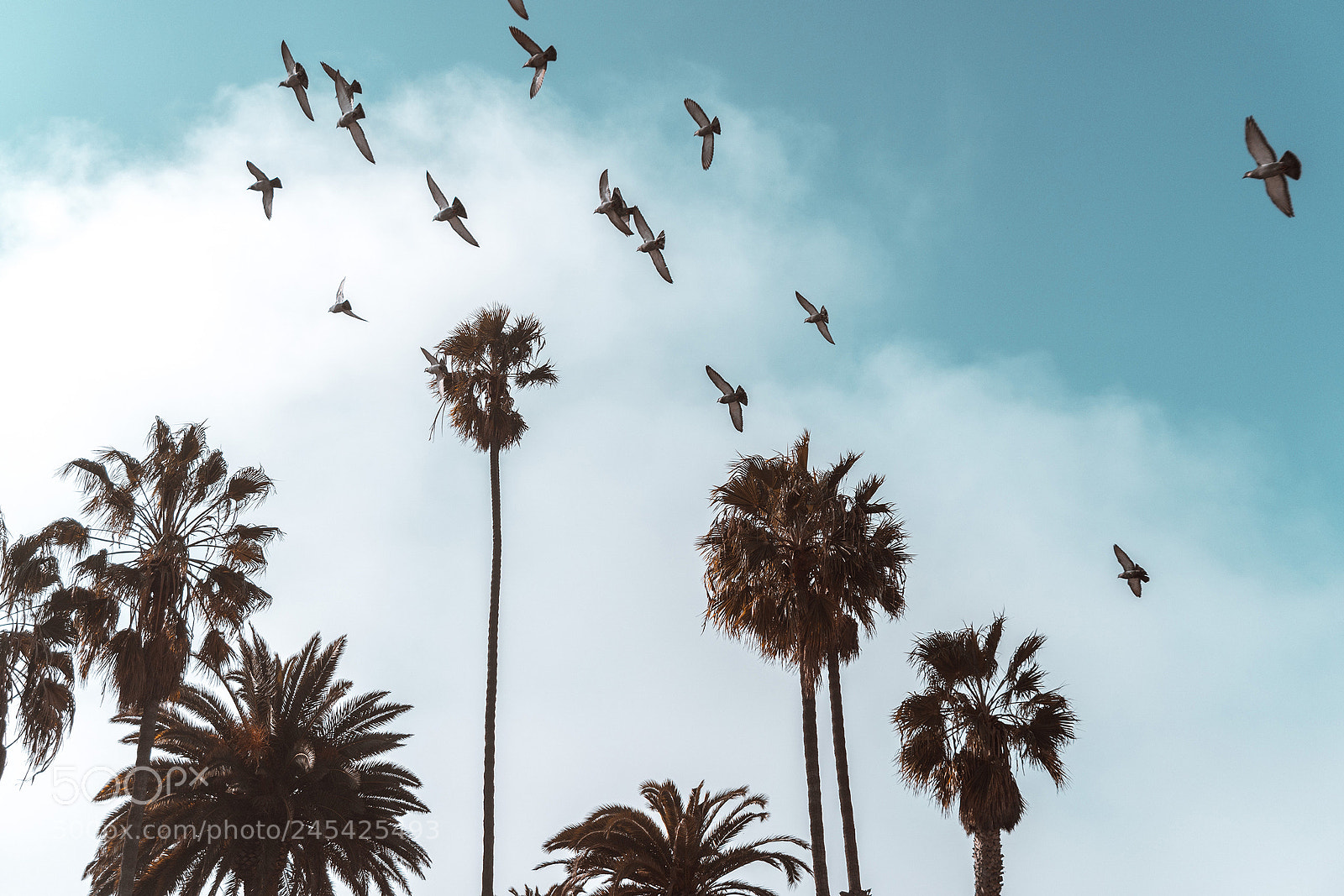Sony a6300 sample photo. Fly freedom photography
