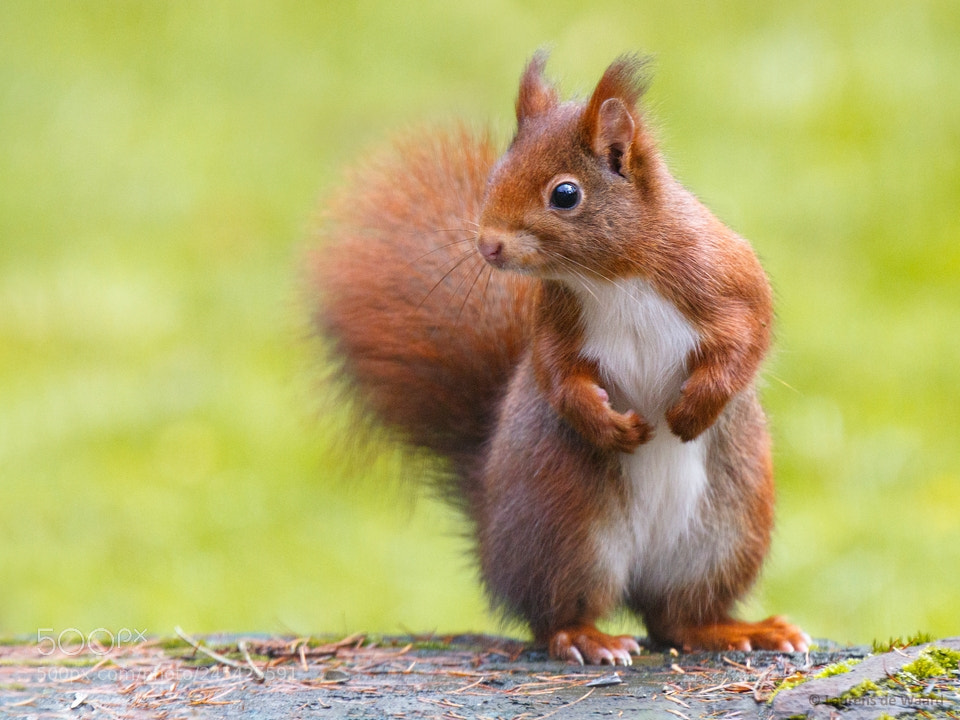 Canon EOS 7D Mark II sample photo. Squirrel photography