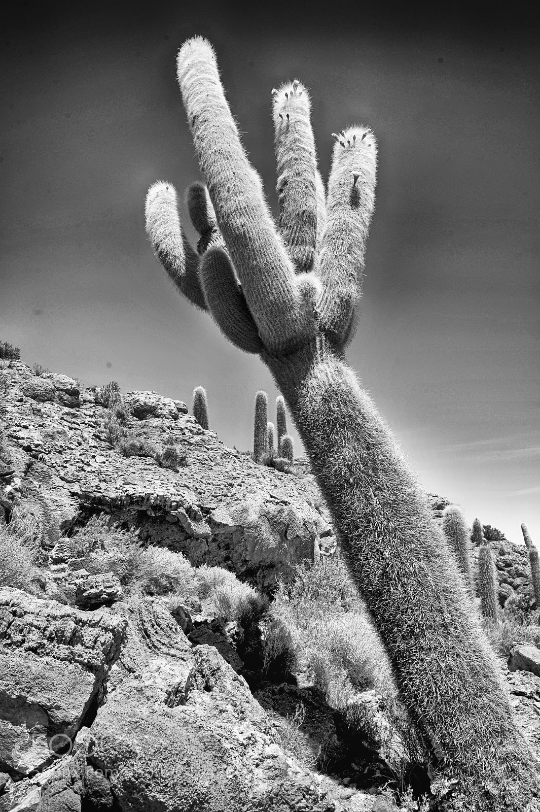 Nikon D700 sample photo. Bolivie cactus salar d'uyuni photography