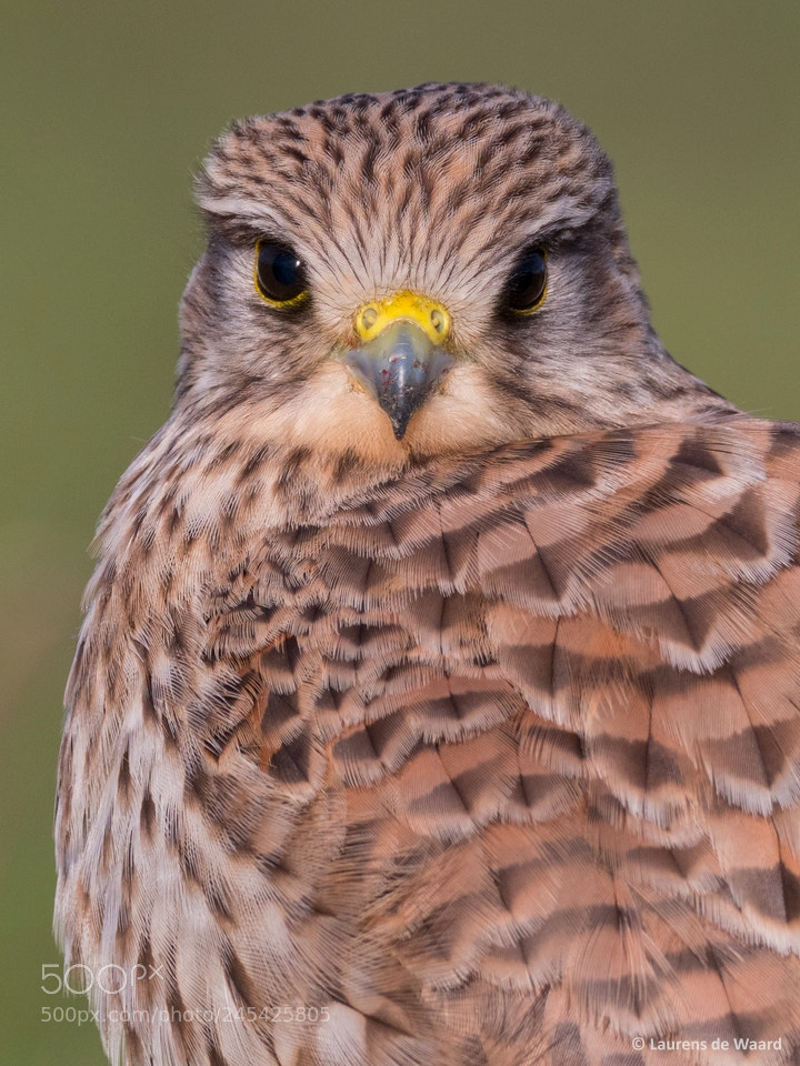 Olympus OM-D E-M1 Mark II sample photo. Kestrel photography