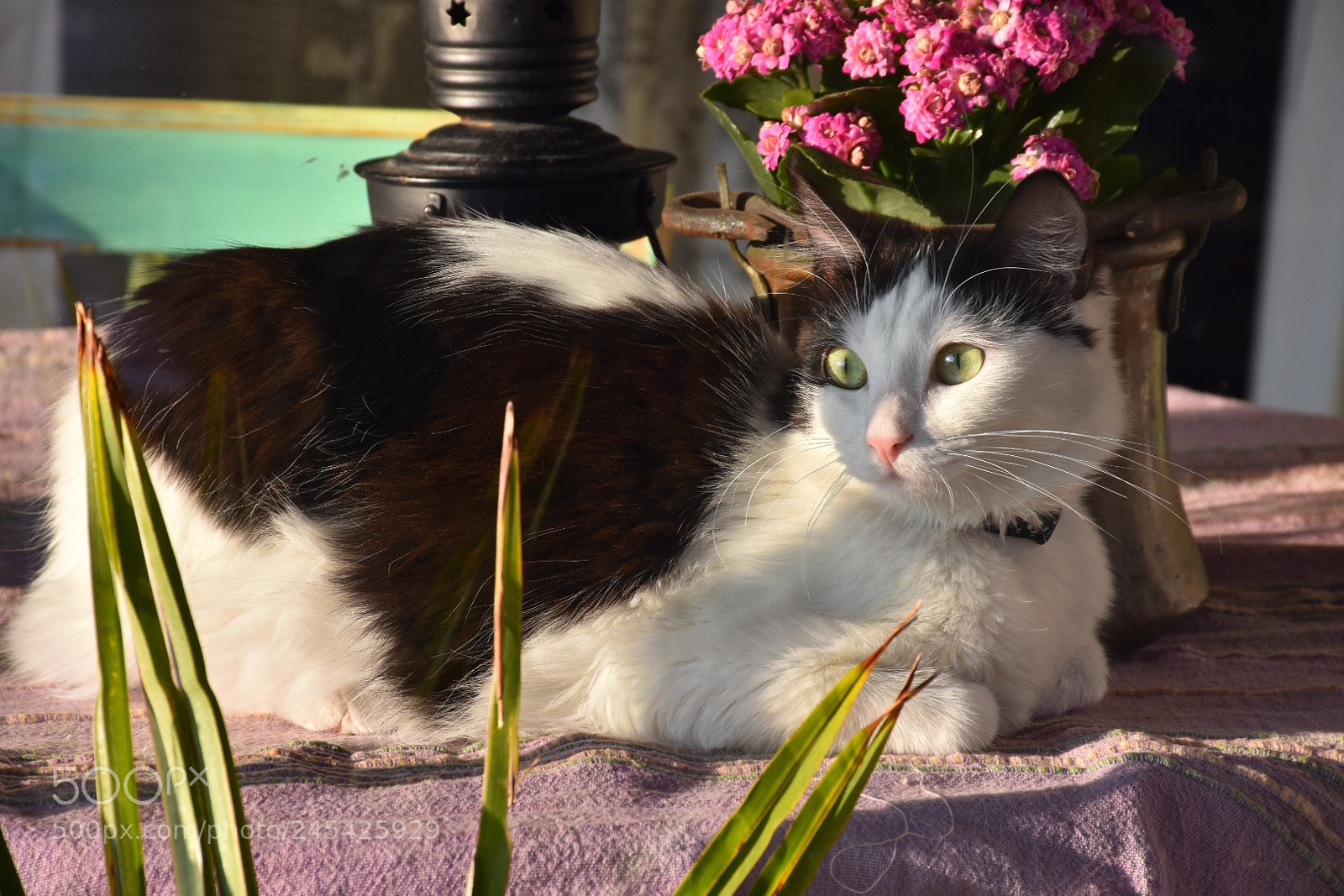 Nikon D7200 sample photo. Untitled photography