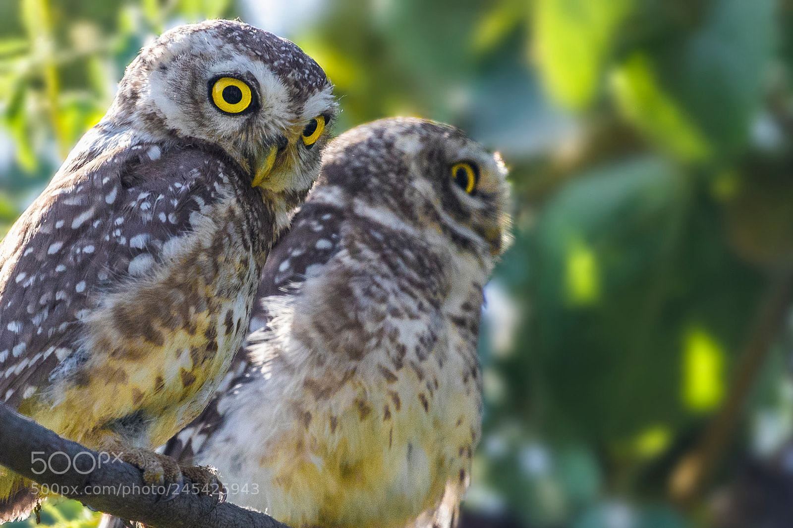 Canon EOS 7D Mark II sample photo. Spotted owl pair photography