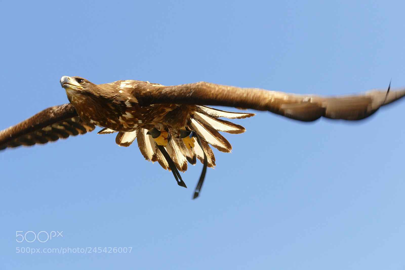 Panasonic Lumix DMC-FZ1000 sample photo. Soaring photography