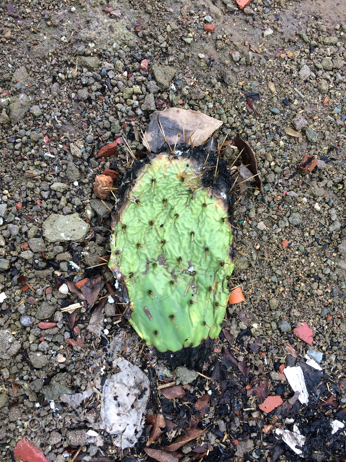 Apple iPhone 5s sample photo. الصبار photography