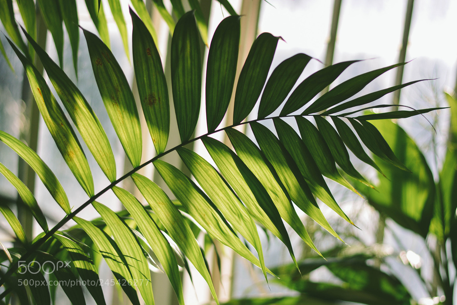 Nikon D5200 sample photo. Untitled photography