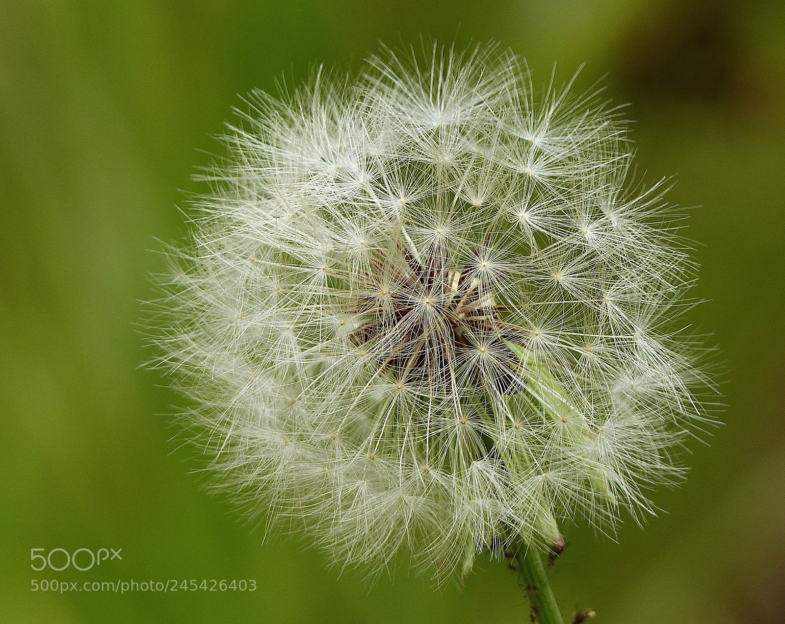 Panasonic Lumix DMC-FZ200 sample photo. Some see a weed photography