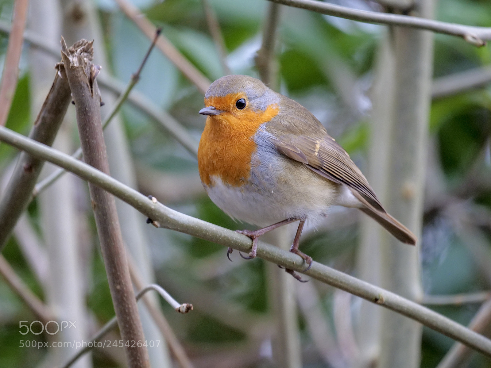 Panasonic Lumix DC-G9 sample photo. Robin on a branch photography