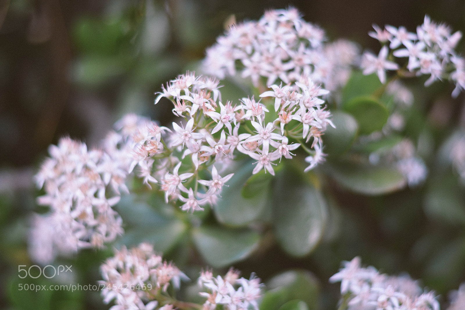 Nikon D5200 sample photo. Untitled photography