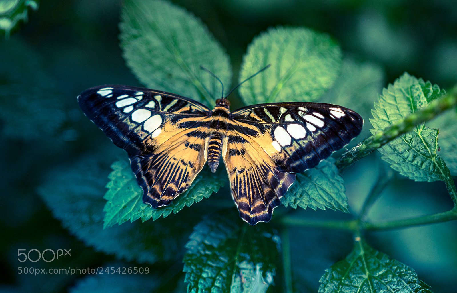 Sony a6300 sample photo. Butterfly photography