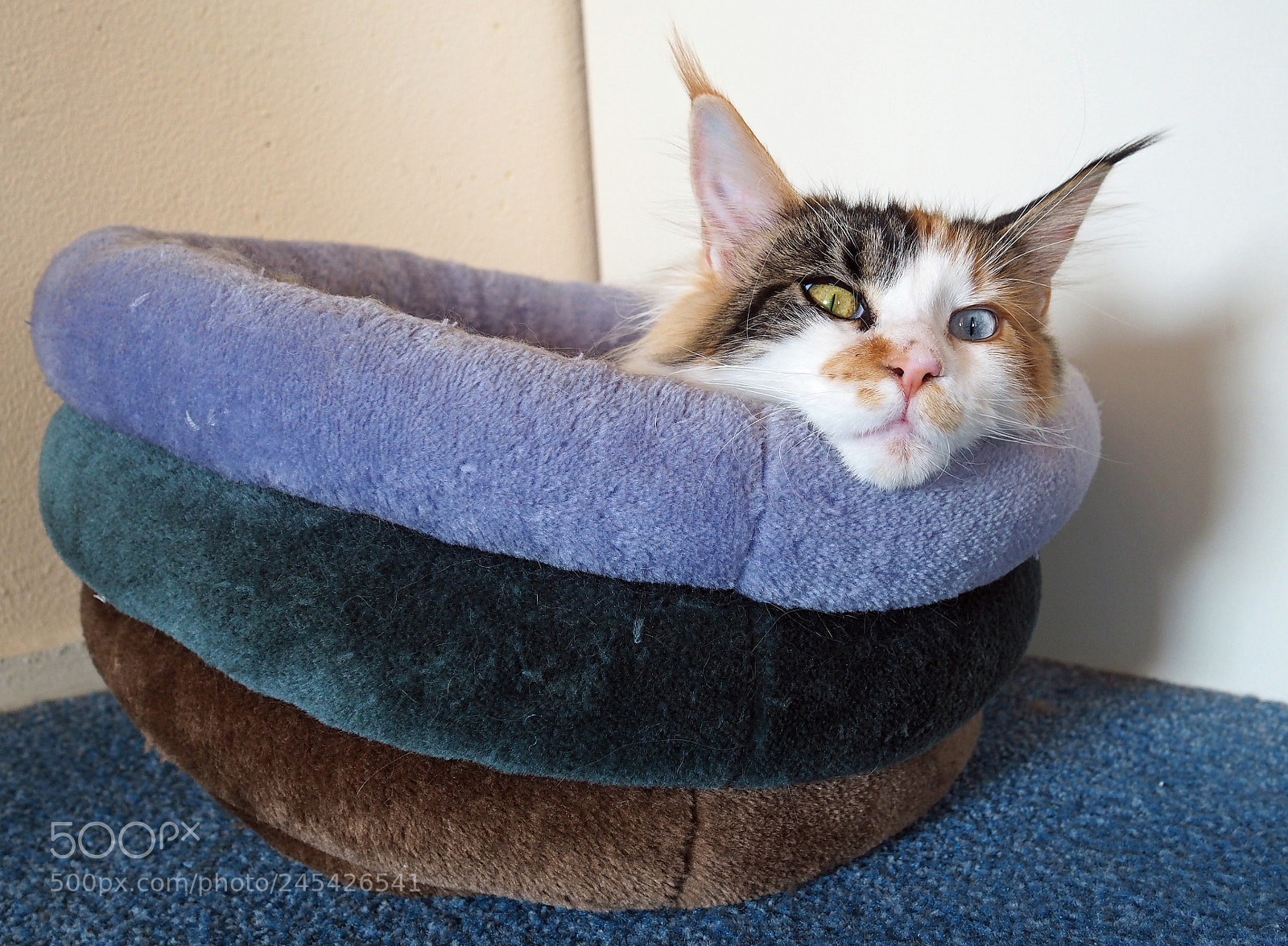 Olympus PEN-F sample photo. Birba, the cat photography