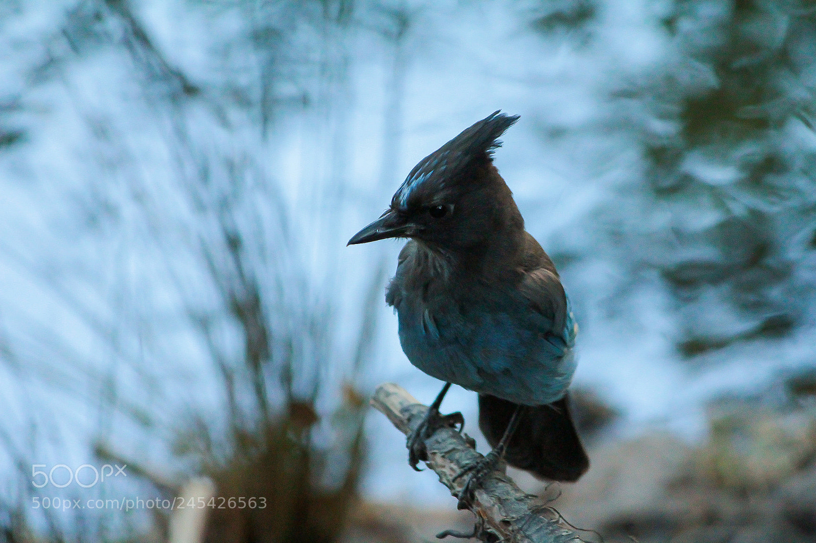 Canon EOS 550D (EOS Rebel T2i / EOS Kiss X4) sample photo. Bird yosemite photography
